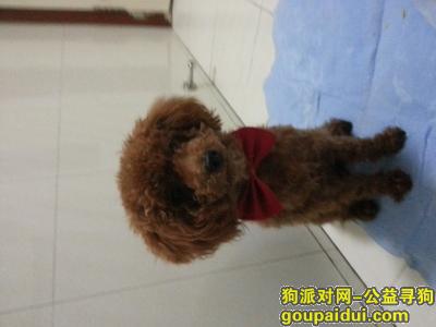 昆山市庆丰路景枫嘉苑丢失一只小型泰迪狗，它是一只非常可爱的宠物狗狗，希望它早日回家，不要变成流浪狗。