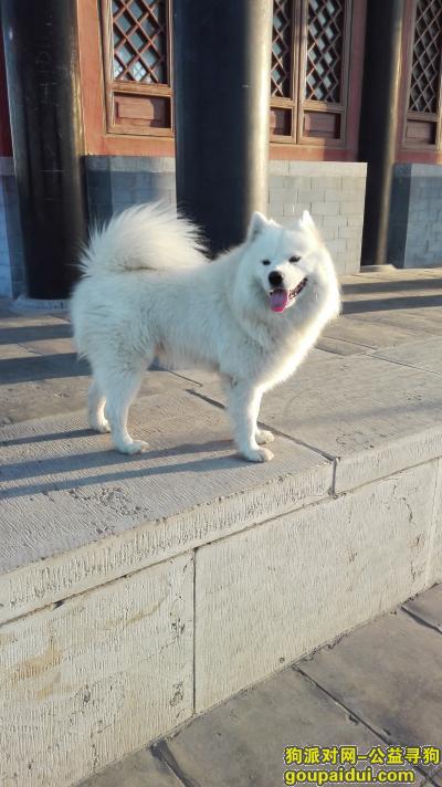 聊城找狗，聊城东昌府区寻狗启示，白色萨摩耶，它是一只非常可爱的宠物狗狗，希望它早日回家，不要变成流浪狗。