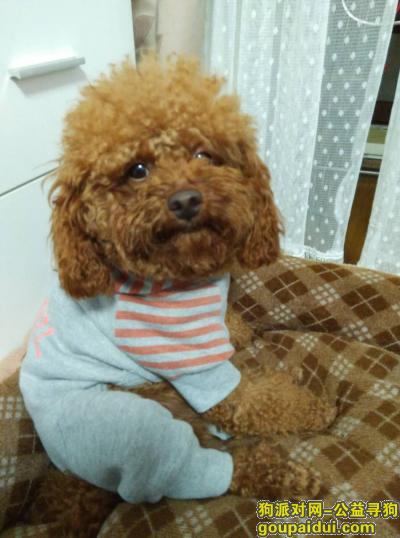 【上海找狗】，＃上海寻狗＃昨天上午在五角场江湾体育场国和路附近丢失泰迪一只，急疯了！，它是一只非常可爱的宠物狗狗，希望它早日回家，不要变成流浪狗。