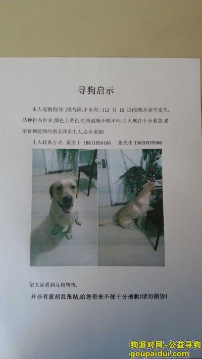 找狗，寻狗启示，皮皮在天津南开区平利里小区丢失的，它是一只非常可爱的宠物狗狗，希望它早日回家，不要变成流浪狗。