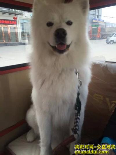 六安丢狗，舒城县孔集竹业大市场寻找白色萨摩耶一只，它是一只非常可爱的宠物狗狗，希望它早日回家，不要变成流浪狗。