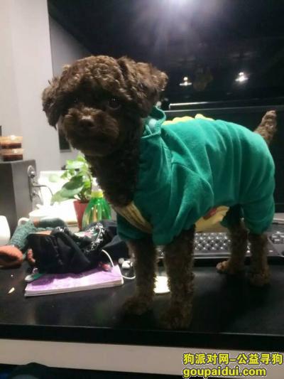 泉州寻狗启示，寻找泰迪狗，身穿恐龙衣服，它是一只非常可爱的宠物狗狗，希望它早日回家，不要变成流浪狗。