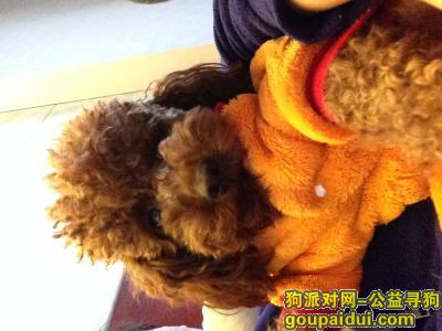 重金寻狗 在二广高速湖南省邵阳市路段的九公桥服务区出口处，它是一只非常可爱的宠物狗狗，希望它早日回家，不要变成流浪狗。