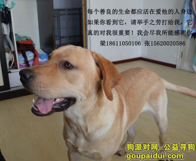 天津寻狗启示，南开区平利里黄色拉拉走失，它是一只非常可爱的宠物狗狗，希望它早日回家，不要变成流浪狗。