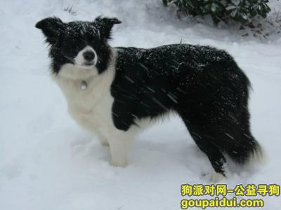 南京江宁谷里附近走丢一条边境牧羊犬 黑白色 望看到者迅速联系 重金酬谢！，它是一只非常可爱的宠物狗狗，希望它早日回家，不要变成流浪狗。