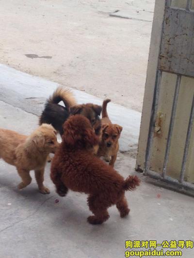 深圳寻狗启示，我的狗狗在横岗合作股份有限公司附近被偷走了，它是一只非常可爱的宠物狗狗，希望它早日回家，不要变成流浪狗。