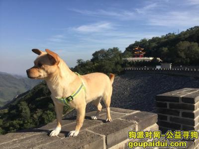 【北京找狗】，昌平沙河 寻爱犬（急），它是一只非常可爱的宠物狗狗，希望它早日回家，不要变成流浪狗。