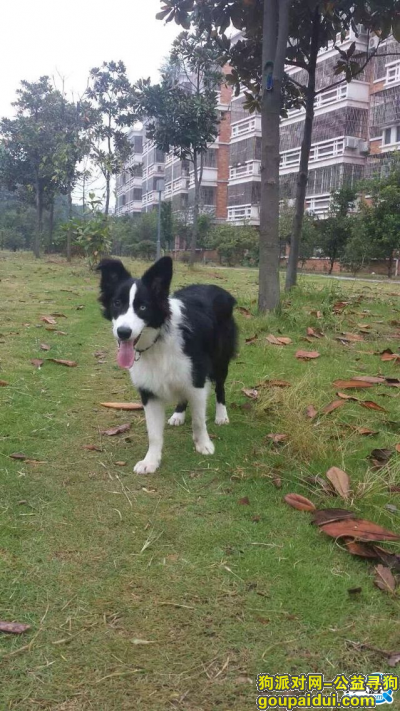 义乌北苑寻找雨果，丹桂苑小区的边牧，是公狗，它是一只非常可爱的宠物狗狗，希望它早日回家，不要变成流浪狗。