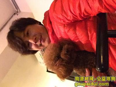 广州寻狗网，¥5000元感谢送回狗狗的恩人，它是一只非常可爱的宠物狗狗，希望它早日回家，不要变成流浪狗。