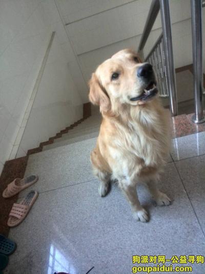 广东省东莞市樟木头镇寻狗启事，它是一只非常可爱的宠物狗狗，希望它早日回家，不要变成流浪狗。