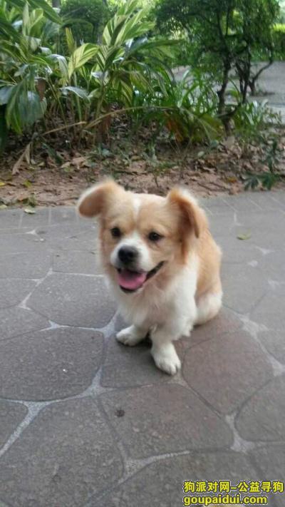 广东省东莞市万江区寻狗启事，它是一只非常可爱的宠物狗狗，希望它早日回家，不要变成流浪狗。