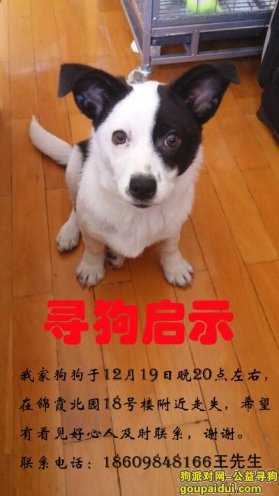 大连寻狗，锦绣小区锦霞北园走失，它是一只非常可爱的宠物狗狗，希望它早日回家，不要变成流浪狗。