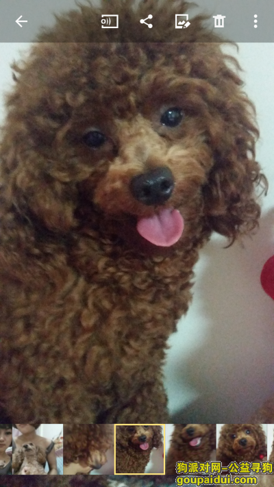宁波找狗，江东找狗重金酬谢 2000  找泰迪名字“”卡卡“”一只 棕色，它是一只非常可爱的宠物狗狗，希望它早日回家，不要变成流浪狗。