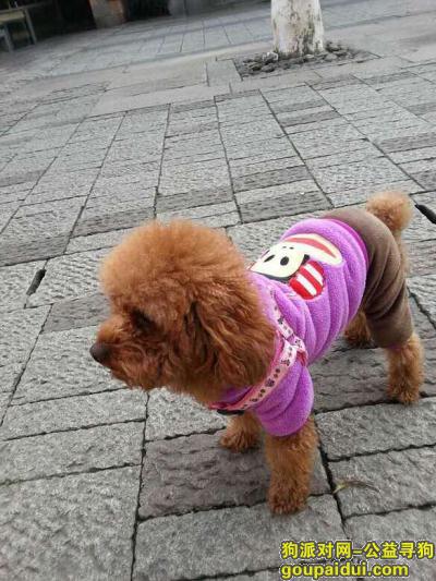 杭州寻狗，5000元悬赏帮我找回狗的人，它是一只非常可爱的宠物狗狗，希望它早日回家，不要变成流浪狗。