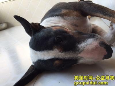 西安市凤城一路走失黑白色牛头梗，好心人帮帮忙！，它是一只非常可爱的宠物狗狗，希望它早日回家，不要变成流浪狗。