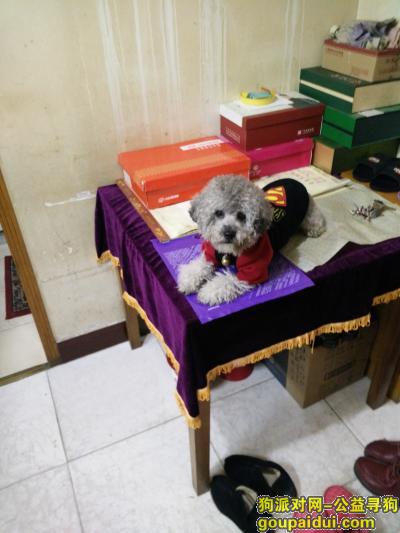 南京找狗，2015年12月21日走丢灰泰迪，它是一只非常可爱的宠物狗狗，希望它早日回家，不要变成流浪狗。