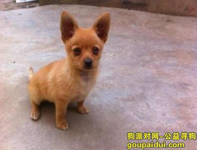 寻找在宜昌西陵后路地下通道工商银行旁边丢失的浅咖啡色2岁小鹿犬，它是一只非常可爱的宠物狗狗，希望它早日回家，不要变成流浪狗。