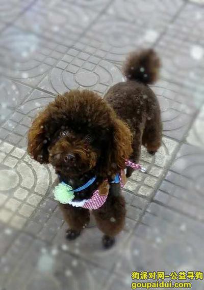 寻找爱犬吉星     巧克力色    泰迪      公       2岁，它是一只非常可爱的宠物狗狗，希望它早日回家，不要变成流浪狗。