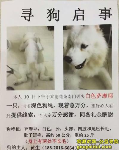 【广州找狗】，寻找白色萨摩耶，公，约25公斤，55公分。，它是一只非常可爱的宠物狗狗，希望它早日回家，不要变成流浪狗。
