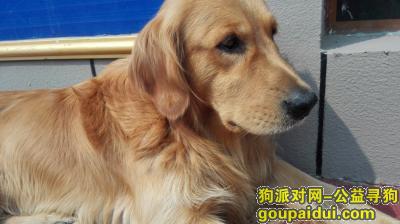【晋城找狗】，木木你快回来吧！好想你，它是一只非常可爱的宠物狗狗，希望它早日回家，不要变成流浪狗。