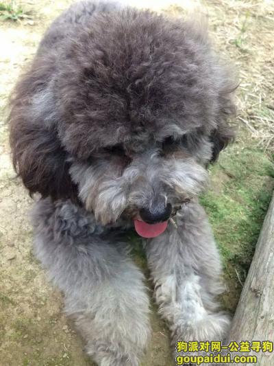南京寻狗网，本人丢了一只爱犬，雄性灰色泰迪。，它是一只非常可爱的宠物狗狗，希望它早日回家，不要变成流浪狗。