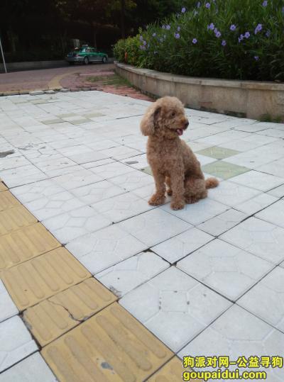广州丢狗，寻找广州可爱贵宾小泰迪，它是一只非常可爱的宠物狗狗，希望它早日回家，不要变成流浪狗。