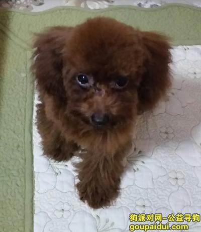 九个月可爱红色泰迪走失，它是一只非常可爱的宠物狗狗，希望它早日回家，不要变成流浪狗。
