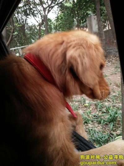 重庆找狗，寻找狗狗  菜菜 一只两岁大的美系金毛，毛色深棕色，，它是一只非常可爱的宠物狗狗，希望它早日回家，不要变成流浪狗。