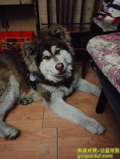 廊坊寻狗网，两岁阿拉斯加雪橇犬于河北省燕郊镇家里走丢，它是一只非常可爱的宠物狗狗，希望它早日回家，不要变成流浪狗。