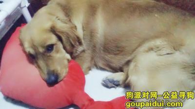 青岛寻狗启示，山东省青岛市平度崔家集金毛牛牛 丢失，它是一只非常可爱的宠物狗狗，希望它早日回家，不要变成流浪狗。