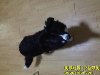 武汉寻狗启示，自家狗狗走丢了，希望大家帮我找找，它是一只非常可爱的宠物狗狗，希望它早日回家，不要变成流浪狗。