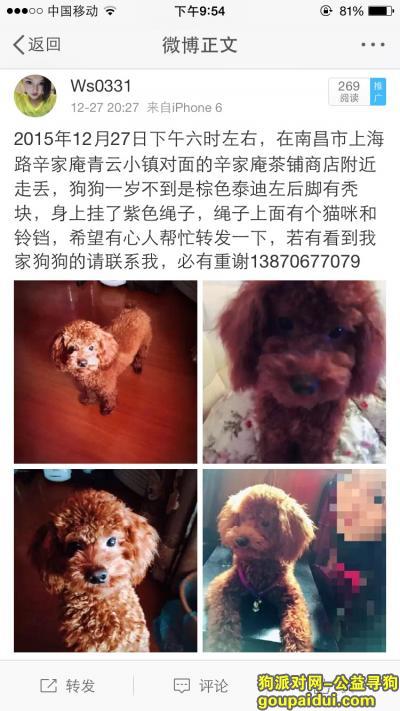 【南昌找狗】，上海路附近走失了一个棕色泰迪公狗，（12月27日晚6点左右），它是一只非常可爱的宠物狗狗，希望它早日回家，不要变成流浪狗。
