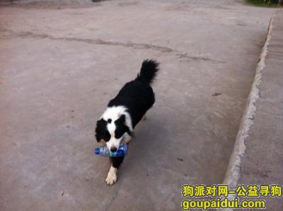 济南寻狗网，2015年12月22日郭店走失边牧一条，找到或者提供线索的重谢，它是一只非常可爱的宠物狗狗，希望它早日回家，不要变成流浪狗。