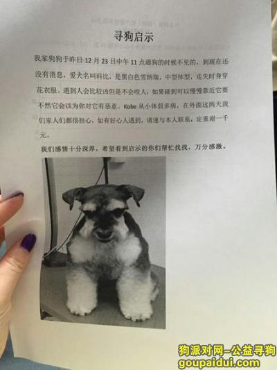 【深圳找狗】，12月23号丢失雪纳瑞，它是一只非常可爱的宠物狗狗，希望它早日回家，不要变成流浪狗。