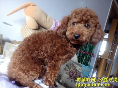 吉林丢狗，12月26日上午棕色泰迪在柴草市滨江花园走失，它是一只非常可爱的宠物狗狗，希望它早日回家，不要变成流浪狗。