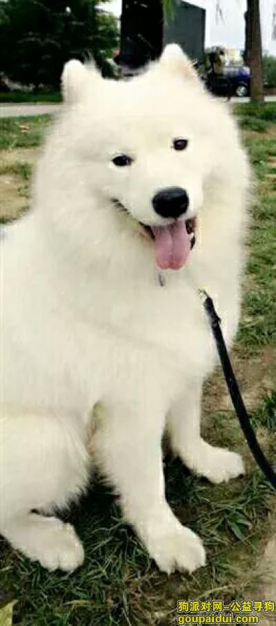 【北京找狗】，寻找丢失已久的萨摩  男孩  8岁，它是一只非常可爱的宠物狗狗，希望它早日回家，不要变成流浪狗。