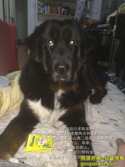 【上海找狗】，徐汇徐家汇中山南二路重金寻找爱犬，它是一只非常可爱的宠物狗狗，希望它早日回家，不要变成流浪狗。