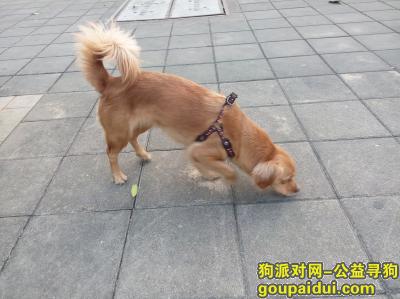 【深圳找狗】，万元寻狗，龙岗爱联前进村丢失，它是一只非常可爱的宠物狗狗，希望它早日回家，不要变成流浪狗。