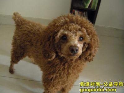 北京海淀区五道口重金寻找棕色泰迪，它是一只非常可爱的宠物狗狗，希望它早日回家，不要变成流浪狗。