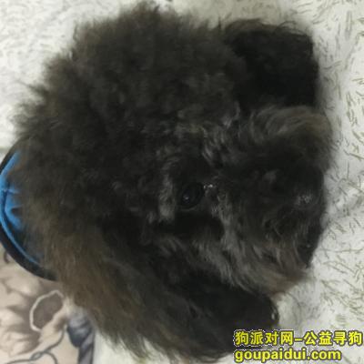 深圳民乐村捡到巧克力色公的泰迪一只，它是一只非常可爱的宠物狗狗，希望它早日回家，不要变成流浪狗。