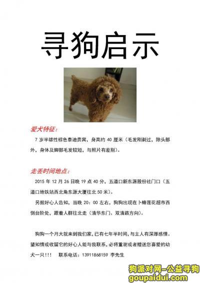 【北京找狗】，北京市海淀五道口重金寻找棕色泰迪，它是一只非常可爱的宠物狗狗，希望它早日回家，不要变成流浪狗。