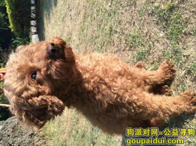广州寻狗网，广州白云区重金寻找泰迪，它是一只非常可爱的宠物狗狗，希望它早日回家，不要变成流浪狗。