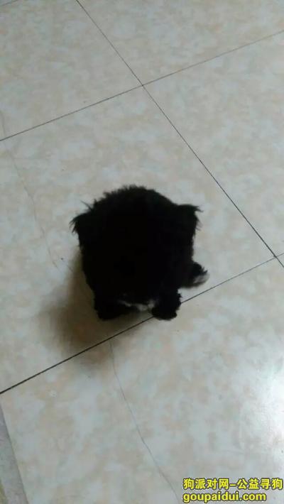 天津寻狗网，寻找一只黑色泰迪公狗，它是一只非常可爱的宠物狗狗，希望它早日回家，不要变成流浪狗。
