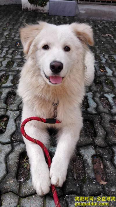 本人于2015年10月份左右在苏州工业园区金鸡湖大道靠近星湖街捡到一只金毛与萨摩耶的混血，它是一只非常可爱的宠物狗狗，希望它早日回家，不要变成流浪狗。
