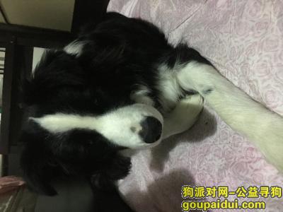 淮安寻狗网，16年1月2日在盱眙管镇丢失，它是一只非常可爱的宠物狗狗，希望它早日回家，不要变成流浪狗。