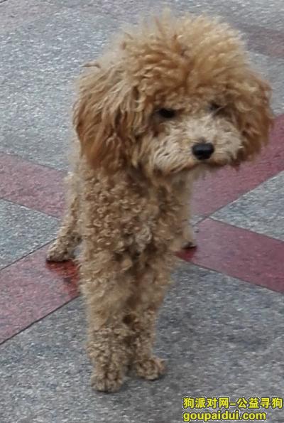 北京市海淀区五道口重金寻棕色泰迪，它是一只非常可爱的宠物狗狗，希望它早日回家，不要变成流浪狗。