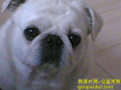 【北京找狗】，大兴良乡白色八哥犬走失，它是一只非常可爱的宠物狗狗，希望它早日回家，不要变成流浪狗。