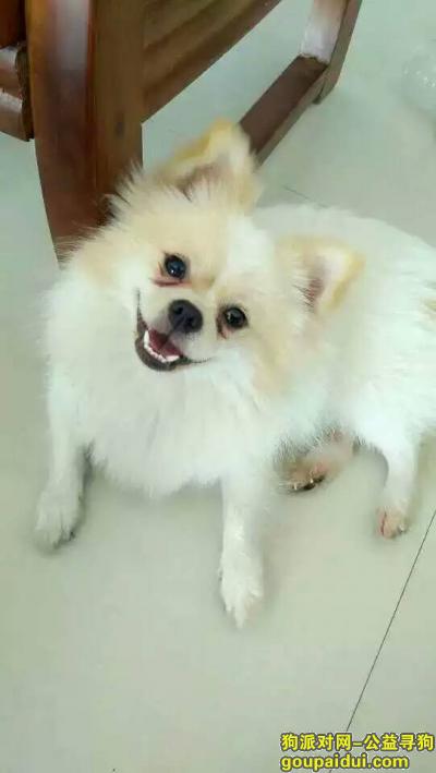 广州寻狗启示，白色博美走失，望有线索的好心人与我联系。，它是一只非常可爱的宠物狗狗，希望它早日回家，不要变成流浪狗。