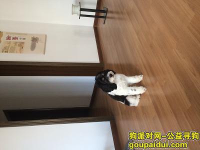 愿出五千元寻狗 安徽蚌埠，它是一只非常可爱的宠物狗狗，希望它早日回家，不要变成流浪狗。