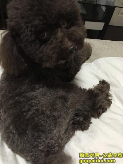 【北京找狗】，北京潘家园华威北里丢失深棕色泰迪，它是一只非常可爱的宠物狗狗，希望它早日回家，不要变成流浪狗。